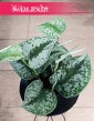 Scindapsus Pictus Trebie do kupienia w Krakowie lub online z dostawą, Scindapsus Pstry