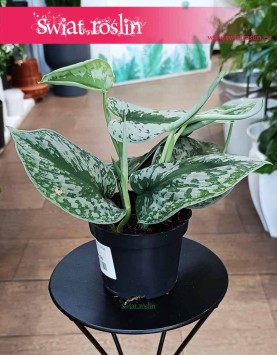 Scindapsus Pictus Trebie, Scindapsus Pstry kup w sklepie internetowym online z dostawą