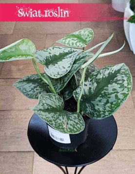 Scindapsus Pictus Trebie, Scindapsus Pstry najlepsza czena szybka dostawa zamówienia online