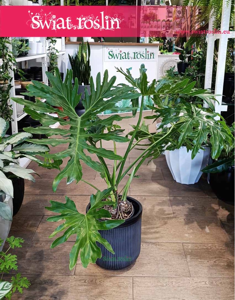 Filodendron Selloum , Philodendron Selloum, Filodendron Podwójniepierzasty