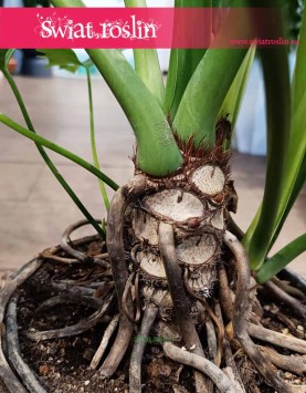 Filodendron Selloum piękna roślina doniczkowa ze sklepu Świat Roślin, Philodendron Selloum