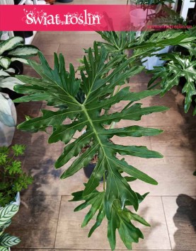 Filodendron Selloum do kupienia w sklepie internetowym online z dostawą, Philodendron Selloum