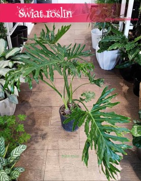 Filodendron Selloum , Philodendron Selloum, Filodendron Podwójniepierzasty kup w Krakowie lub online