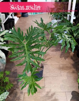 Filodendron Selloum , Philodendron Selloum najlepsza cena najlepsza jakość, Filodendron Podwójniepierzasty