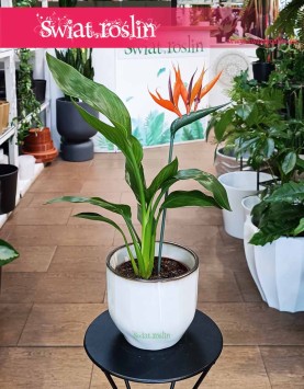 Strelicja Królewska, Strelitzia Reginae