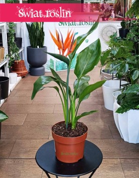 Strelicja Królewska do kupienia w sklepie internetowym online z dostawą, Strelitzia Reginae