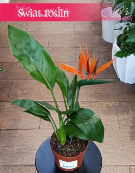 Strelicja Królewska roślina rajski ptak do kupienia w krakowie lub online z dostawą , Strelitzia Reginae