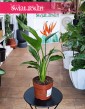 Strelicja Królewska najlepsza cena najlepsza jakość do kupienia w sklepie z rośłinami doniczkowymi z dostawą, Strelitzia Reginae