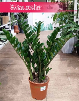 Zamiokulkas Zamiolistny do kupienia online z dostawą, Zamioculcas Zamiifolia
