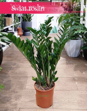 Zamiokulkas Zamiolistny kup w sklepie internetowym z wysyłką, Zamioculcas Zamiifolia