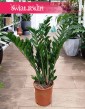 Zamiokulkas Zamiolistny kup w sklepie internetowym z wysyłką, Zamioculcas Zamiifolia