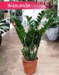 Zamioculcas Zamiolistny najlepsza cena najlepsza jakość z dostawą ze sklepu, Zamiokulkas Zamiifolia