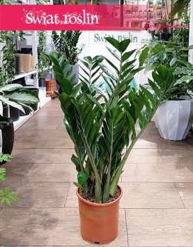 Zamioculcas Zamiolistny, Zamiokulkas Zamiifolia kup w sklepie internetowym online