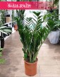 Zamioculcas Zamiolistny, Zamiokulkas Zamiifolia kup w sklepie internetowym online