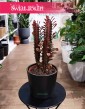 Euphorbia Trigona Rubra, Wilczomlecz Trigona Rubra