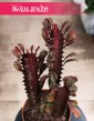 Euphorbia Trigona Rubra do kupienia w sklepie internetowym online z dostawą, Wilczomlecz Trigona Rubra