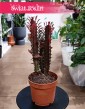 Euphorbia Trigona Rubra do kupienia w Krakowie lub online z dostawą pod drzwi, Wilczomlecz Trigona Rubra