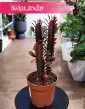 Euphorbia Trigona Rubra sklep internetowy online z dostawą, Wilczomlecz Trigona Rubra