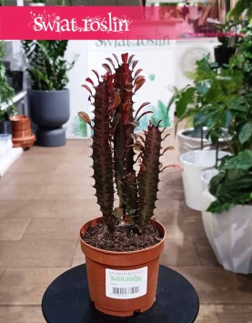 Euphorbia Trigona Rubra najlepsza cena najlepsza jakość ze sklepu online z dostawą, Wilczomlecz Trigona Rubra