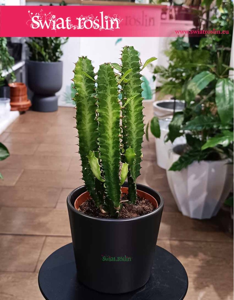 Euphorbia Trigona, Wilczomlecz Trójżebrowy