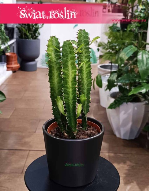 Euphorbia Trigona, Wilczomlecz Trójżebrowy