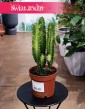 Euphorbia Trigona sklep internetowy online z dostawą, Wilczomlecz Trójżebrowy