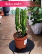 Euphorbia Trigona kup w Krakowie lub w sklepie internetowym online z dostawą, Wilczomlecz Trójżebrowy