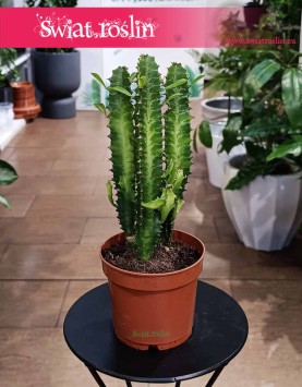 Euphorbia Trigona najlepsza cena najlepsza jakość kup z dostawą ze sklepu, Wilczomlecz Trójżebrowy