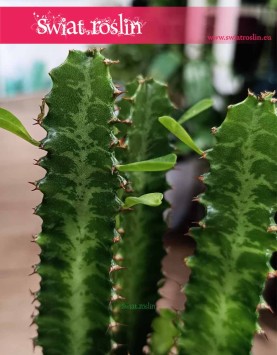 Euphorbia Trigona, Wilczomlecz Trójżebrowy łatwy w uprawie sukulent z dostawą ze sklepu onlline