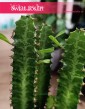 Euphorbia Trigona, Wilczomlecz Trójżebrowy łatwy w uprawie sukulent z dostawą ze sklepu onlline