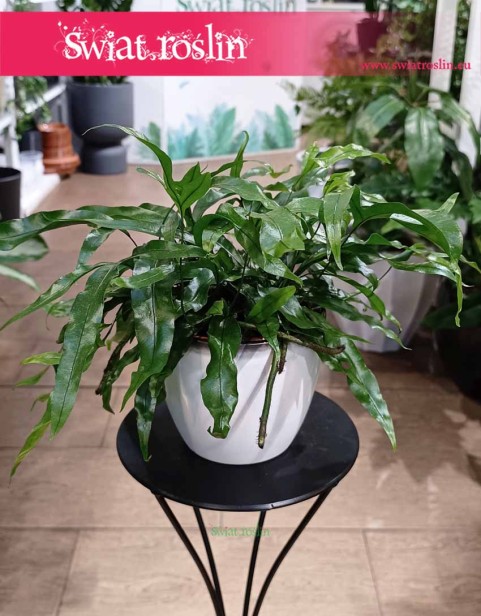 Microsorum Diversifolium, Paproć Kangurza