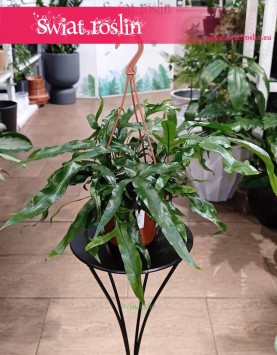 Microsorum Diversifolium do kupienia w sklepie internetowym online z dostawą, Paproć Kangurza