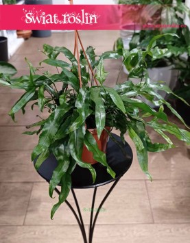 Microsorum Diversifolium bezpieczna dla zwierząt łatwa w uprawie ze sklepu z dostawą, Paproć Kangurza