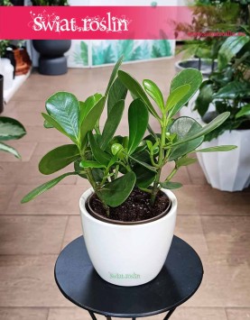 Clusia Rosea Princess, Kluzja, Okrętnica