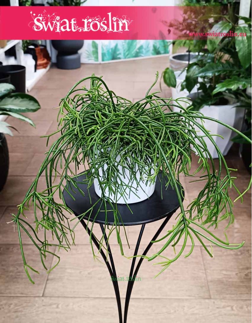 Mały Rhipsalis Baccifera Oasis, mały Rypsalis Baccifera Oasis