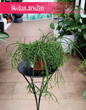 Mały Rhipsalis Baccifera Oasis do kupienia online z dostawą, mały Rypsalis Baccifera Oasis
