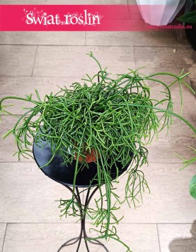 Mały Rhipsalis Baccifera Oasis kup w sklepie internetowym online z dostawą, mały Rypsalis Baccifera Oasis