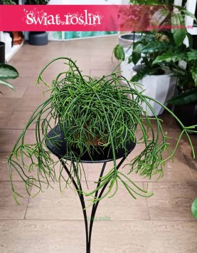 Mały Rhipsalis Baccifera Oasis kup w Krakowie lub online najlepsza cena najlepsza jakość, mały Rypsalis Baccifera Oasis