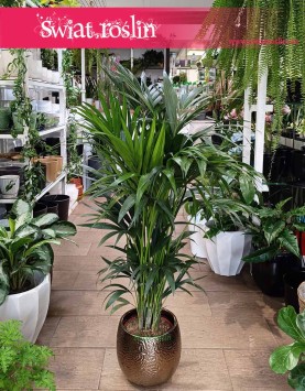 Duża Palma Kentia Howea Forsteriana , Wielka Palma Kencja Howea Fosteriana
