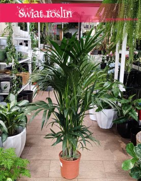 Duża Palma Kentia Howea Forsteriana sklep , Wielka Palma Kencja Howea Fosteriana sklep
