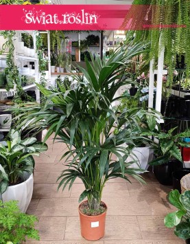 Duża Palma Kentia Howea Forsteriana , Wielka Palma Kencja Howea Fosteriana, sklep z Palmami w Krakowie