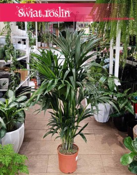 Duża Palma Kentia Howea Forsteriana , Wielka Palma Kencja Howea Fosteriana, sklep online z palmami