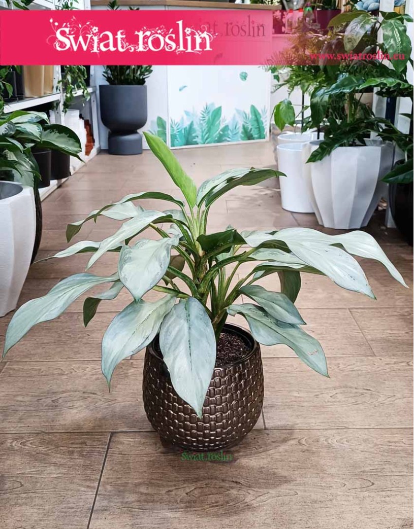 Aglonema Aqua Green, Aglaonema Aqua Green