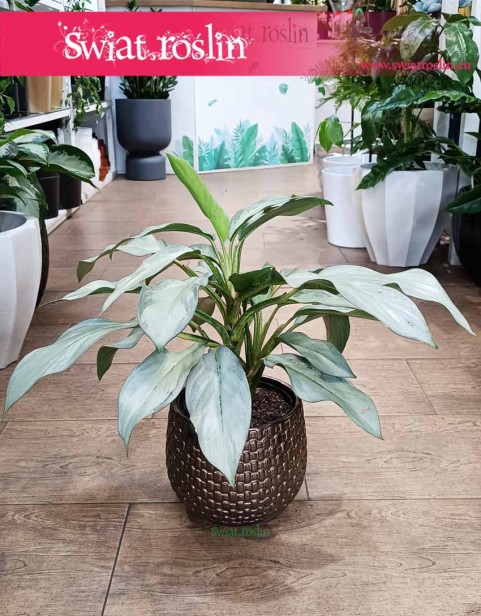 Aglonema Aqua Green, Aglaonema Aqua Green