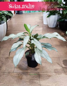 łątwa w uprawie kolekcjonerska Aglonema Aqua Green do kupienia online internetowo, Aglaonema Aqua Green