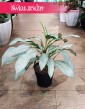Kolekcjonerska Aglonema Aqua Green do kupienia w Krakowie lub z wysyłką online, Aglaonema Aqua Green