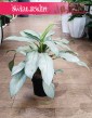 Aglonema Aqua Green, Kolekcjonerska oczyszczająca powwietrze Aglaonema Aqua Green dla prawdziwych koneserów