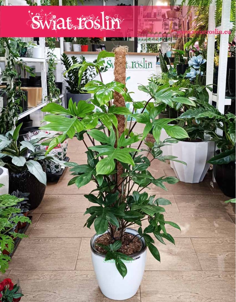 Filodendron Pedatum na paliku, Philodendron Pedatum na paliku, Filodendron Postrzępiony na paliku