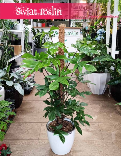 Filodendron Pedatum na paliku, Philodendron Pedatum na paliku, Filodendron Postrzępiony na paliku