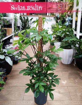 Duży Filodendron Pedatum na paliku, Philodendron Pedatum, Wielki Filodendron Postrzępiony na paliku